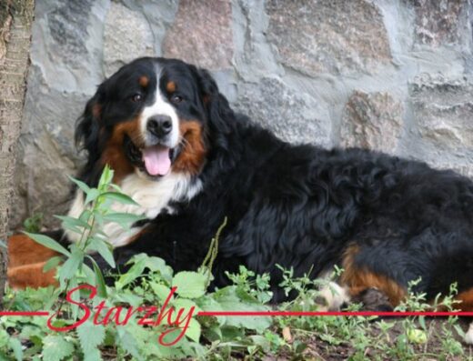 Розплідник собак “Starzhy” - бернський зенненхунд , німецька вівчарка
