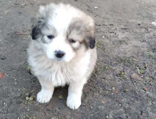 Пункт перетримки безпритульних тварин