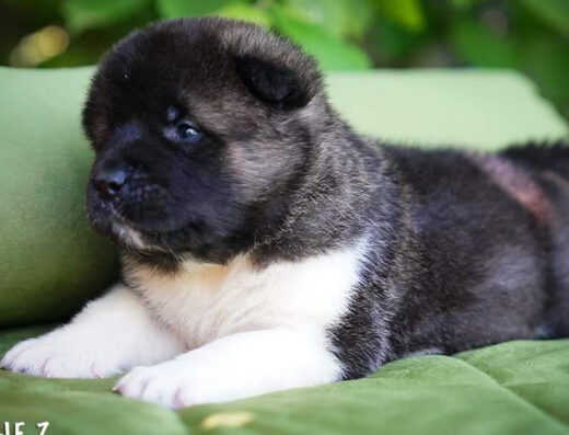 Розплідник американських акіт “ALL FOR ALMIGHTY”