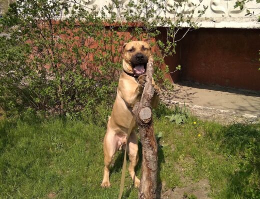 Племінний центр Кінологічної спілки України