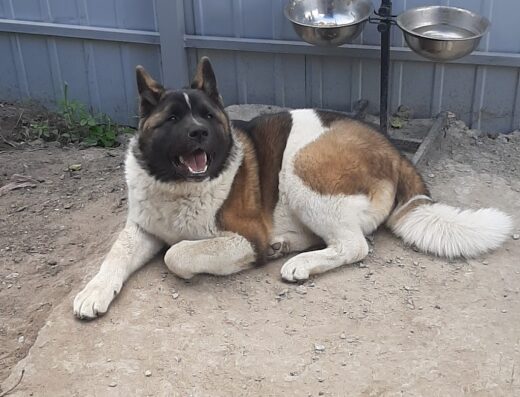 ХОО “Харківський Обласний Племінний Центр Собаківництва” ВГО КСУ