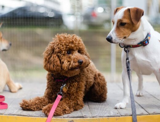 Дресирування. Кінолог.