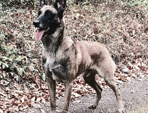 Дресирування собак. Кінолог