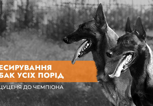 Дресирування, Готель для собак, Розплідник Малінуа “MaliGuards Club K9”