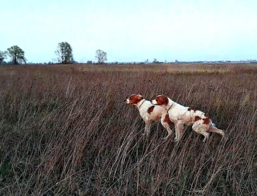 Дресирування собак Київ | Дресирування лягавих | Натягування лягавих - MURATOFF