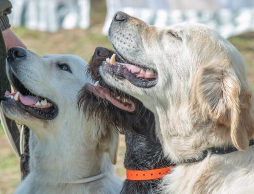 Кінологічний центр “ОЮГ”