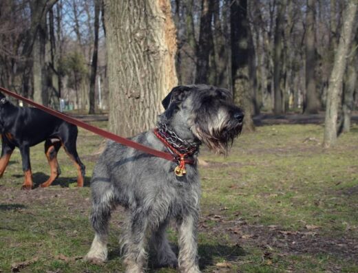 Дресирування собак “K-9”