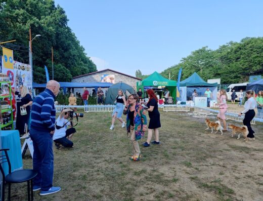 Міський центр спортивного дресирування собак “Догтаун”