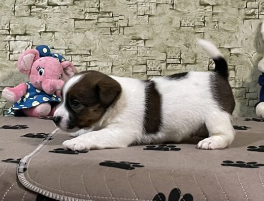 Кінологічний центр “Антарєс”