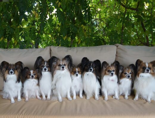 Розплідник собак породи Папільйон — “ATIYA ILHAAM”