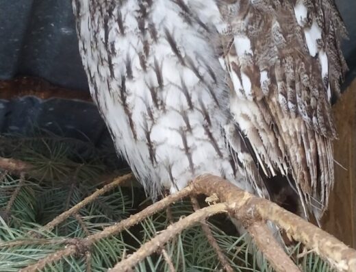 Центр порятунку тварин “Домівка врятованих тварин”