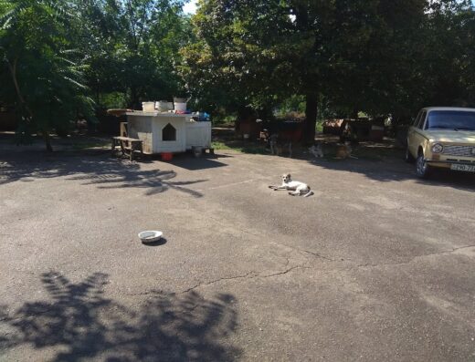 Притулок для тварин “Дай лапу, друже”