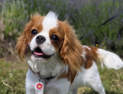 Розплідник собак «ABC & Victoria dogs»