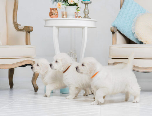 Золотистий ретрівер, голден ретрівер розплідник “Моріані”