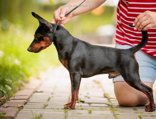 Розплідник цвергпінчерів “NIKKIRA”