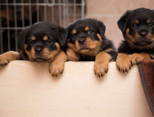 Розплідник ротвейлерів “Bright Black”