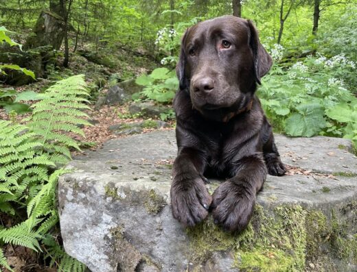 Розплідник лабрадорів “Black&Chocolate”