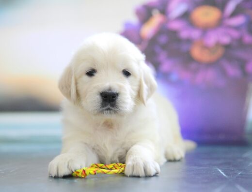 Розплідник “Navilis” - золотистий ретрівер