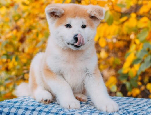 Розплідник собак “Mendelred Kennel”