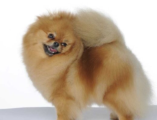 Розплідник собак пород померанський шпіц, цвергшнауцер, ризеншнауцер “Nev Lemar”