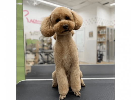 Грумінг-салон “MasterZoo”