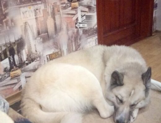 Перетримка тварин в приватному будинку