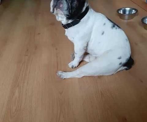 Вигул собак. Перетримка тварин.