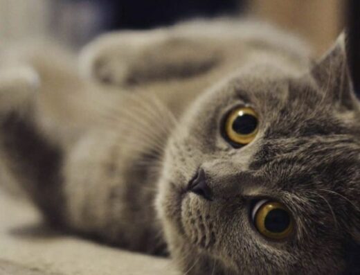 Перетримка. Готель для тварин. Зооготель