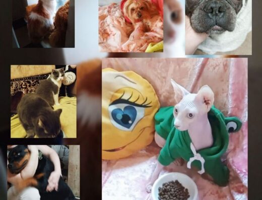 Домашня перетримка для улюбленців (Зооготель)