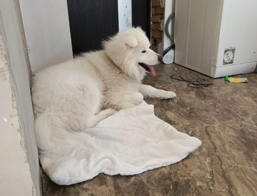 Перетримка тварин