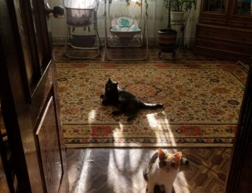 Перетримка тварин