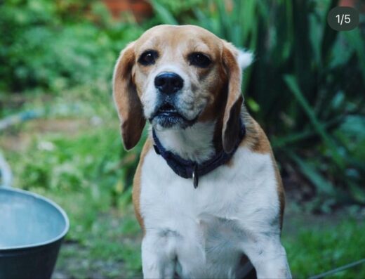 Зооготель, Готель для тварин, Перетримка собак, Зоосадок, Зооняня