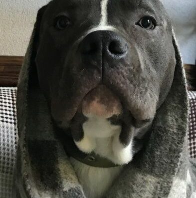 Домашня перетримка собак у приватному будинку (район пр. Гагаріна).