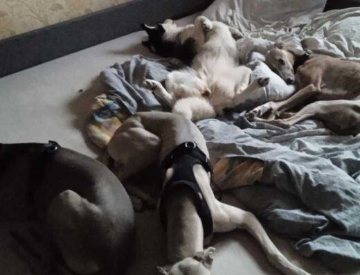 Перетримка собак