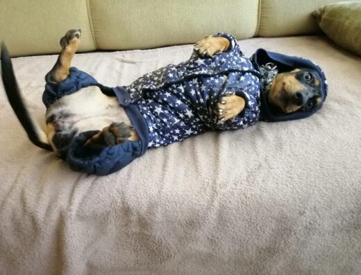 Домашня перетримка улюбленців