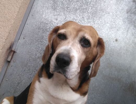 Перетримка собак (Зооготель)