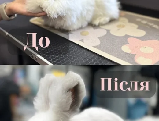 Перукарня для собак і котів “V.O.G DOG SALON”