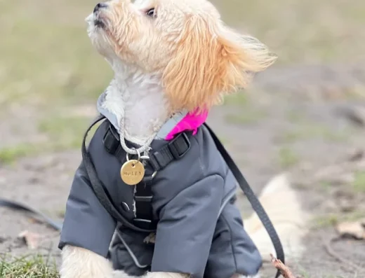 Дресирування собак “MaliGuards Club K9”