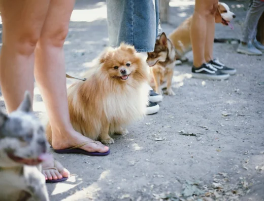 Національна школа службового собаківництва