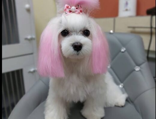 Грумінг-салон “КрасаPETa”