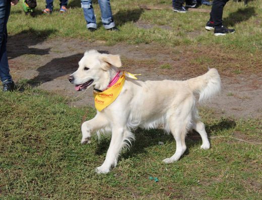 ШОС “Альфа”