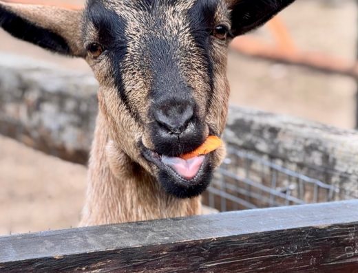 Контактний зоопарк “Бабусине подвір’ячко”