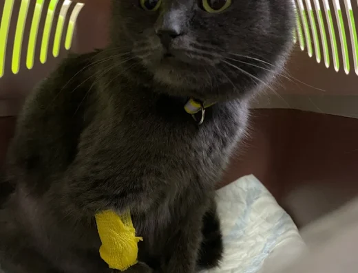 Ветеринарна клініка “Фенікс”