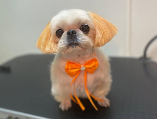 Грумінг салон “Irene Groom”