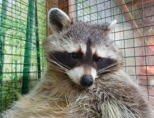 Контактний зоопарк “Країна ЄНОТіЯ”