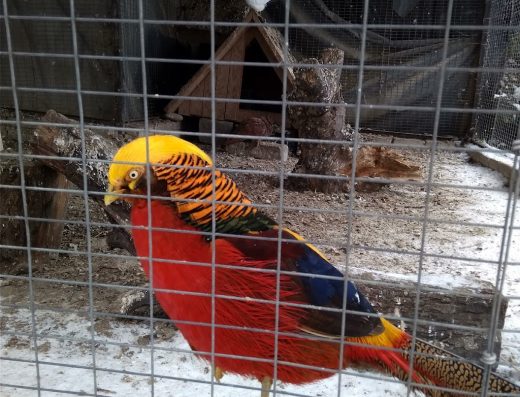 Звіринець-парк ім. Бенедикта Дибовського