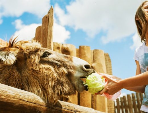 Контактний зоопарк ” Aquazoo”