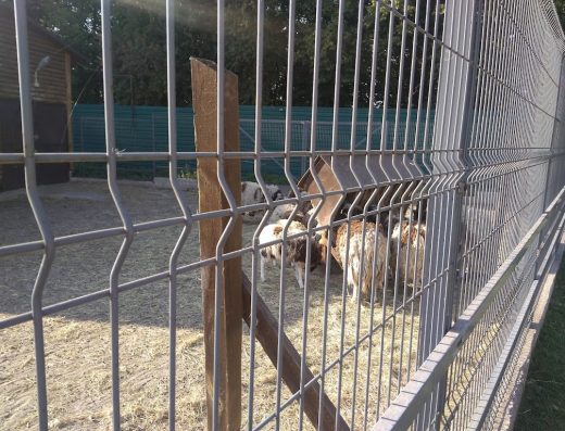 Зоопарк парнокопитних