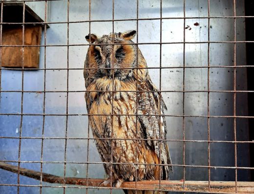 Зоопарк “Страусина ферма”