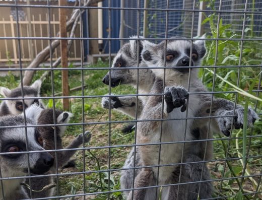 Міні-зоопарк “Леопарк”